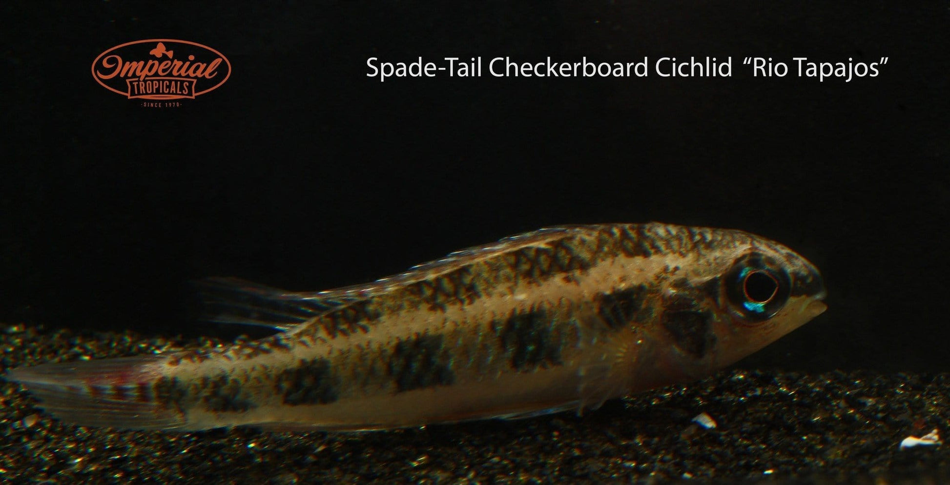 Spadetail Checkerboard Cichlid (Dicrossus maculatus) - Imperial Tropicals