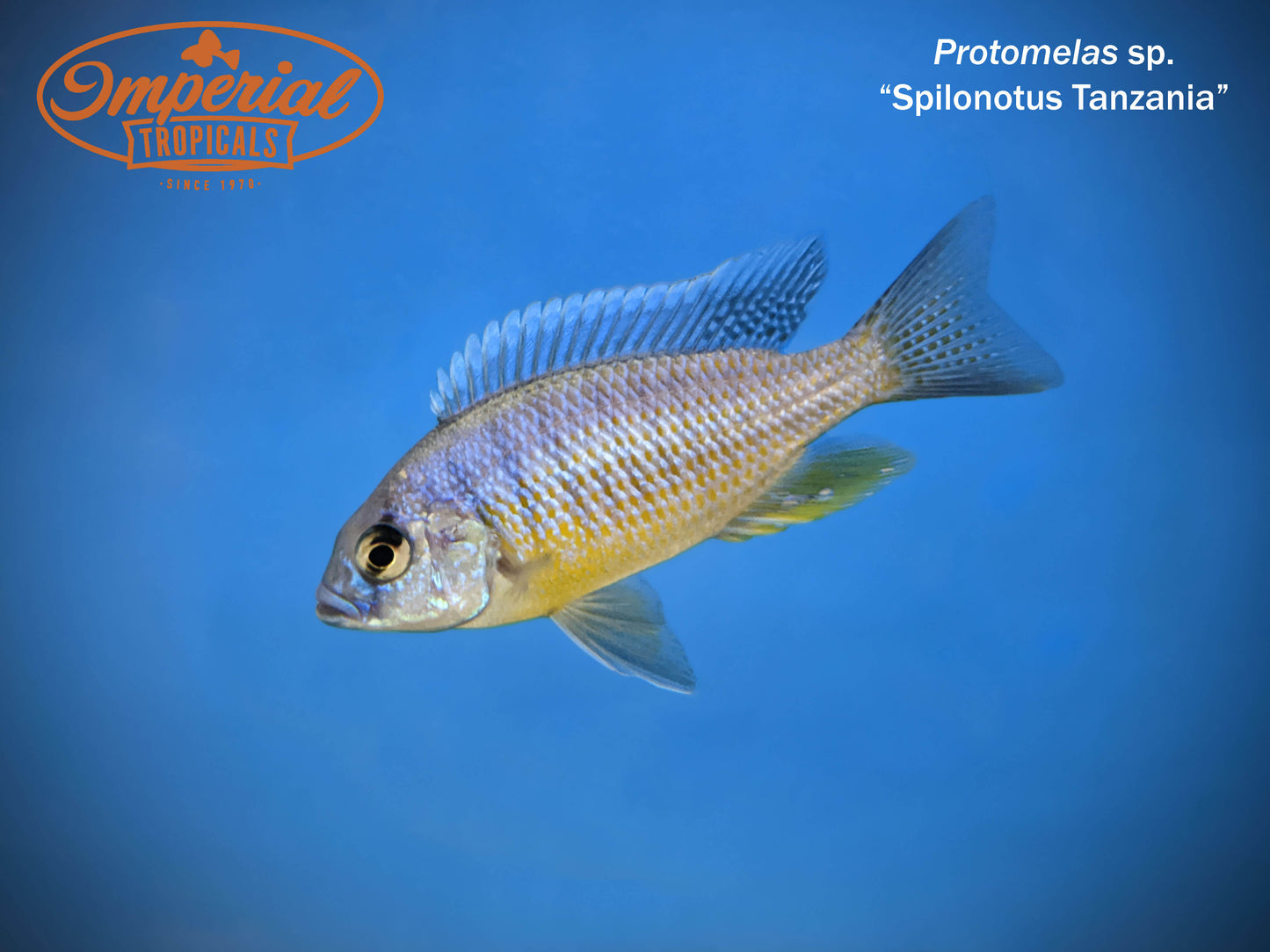 Protomelas sp. "Spilonotus Tanzania"