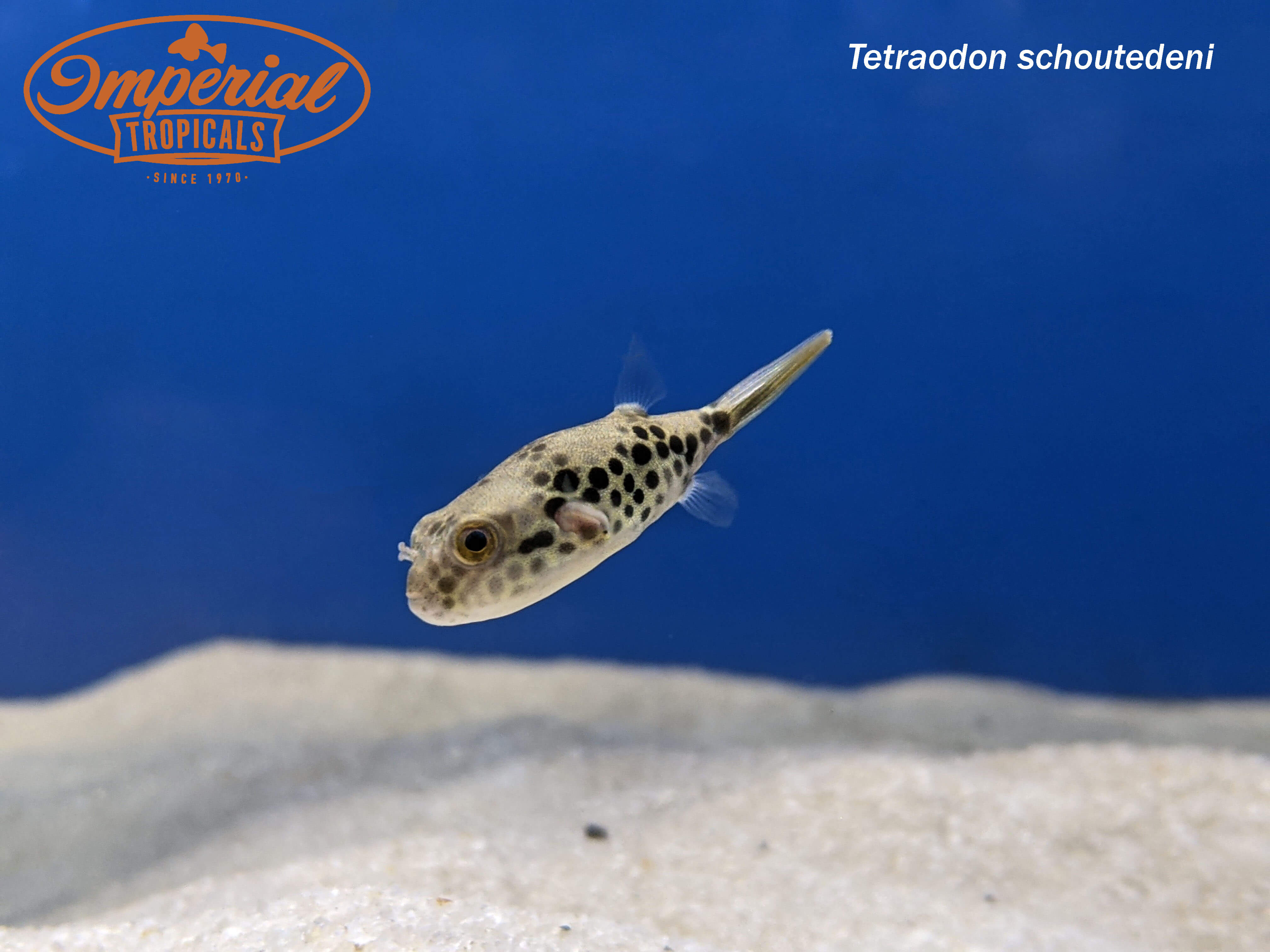Spotted Congo Puffer (Tetraodon schoutedeni)