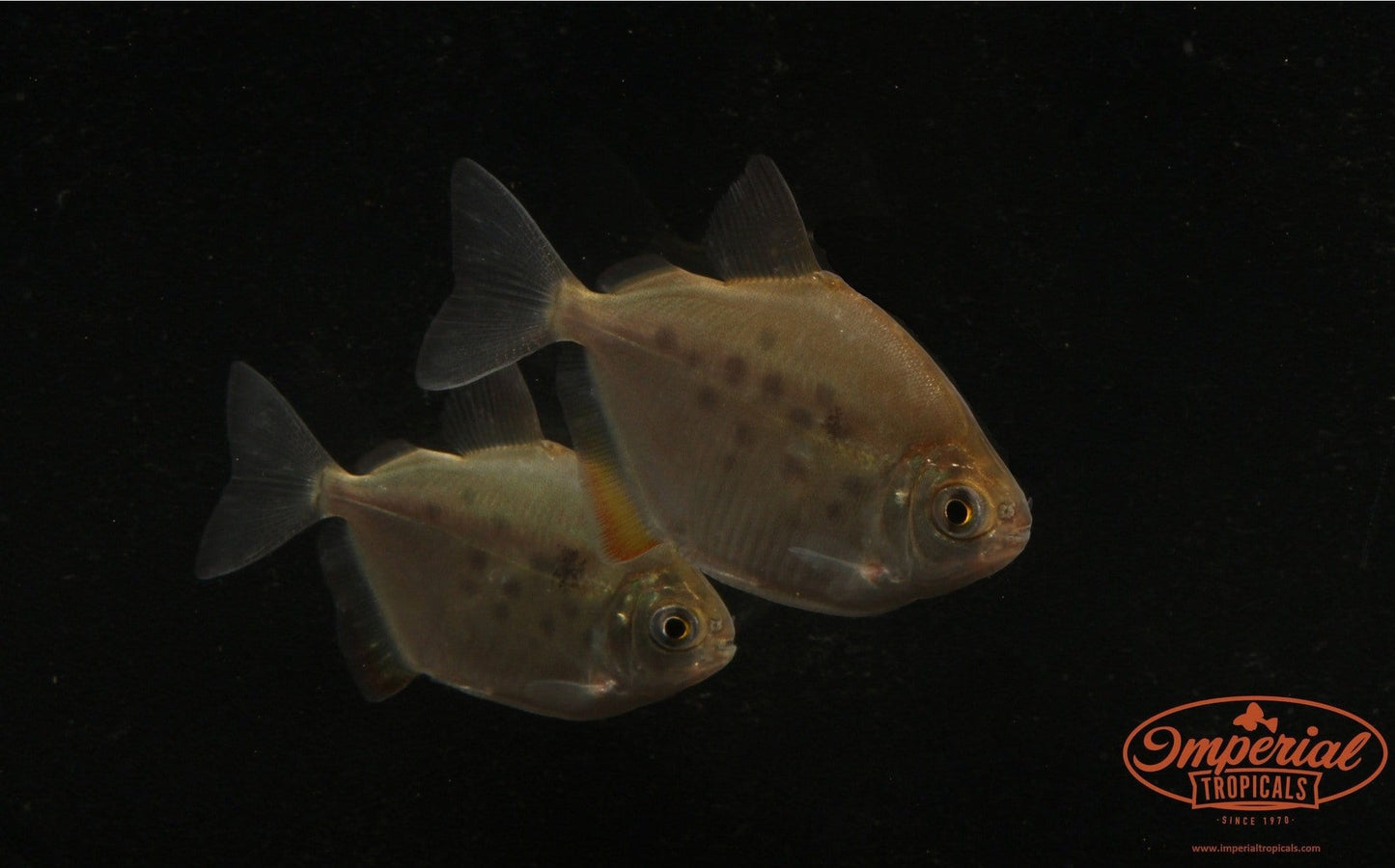 Spotted Silver Dollar (Metynnis lippincottianus) - Imperial Tropicals