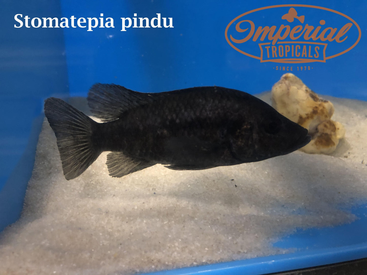 (Stomatepia pindu) - Imperial Tropicals