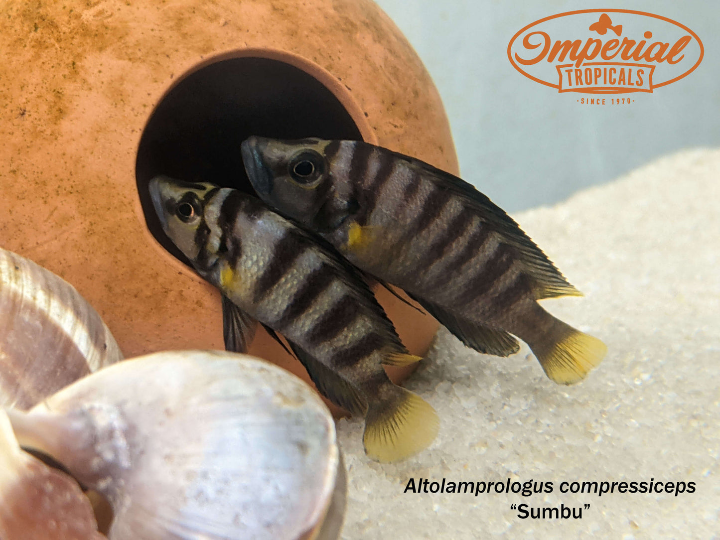Sumbu Dwarf Compressiceps