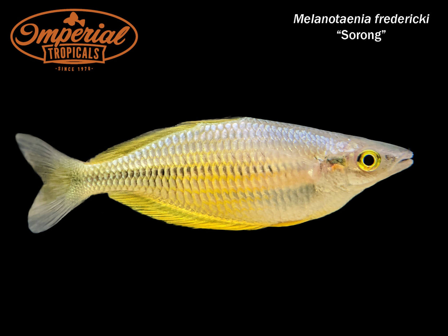 Sungai Klasam Rainbowfish