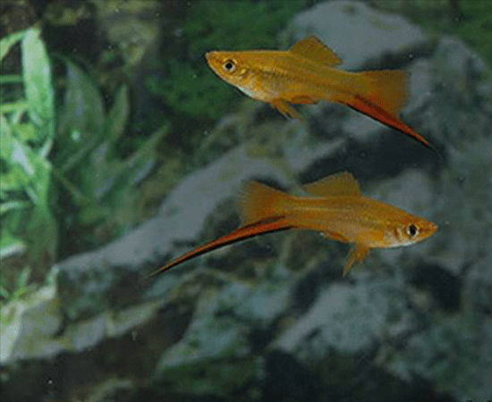 Sunset Swordtail (Xiphophorus hellerii) - Imperial Tropicals