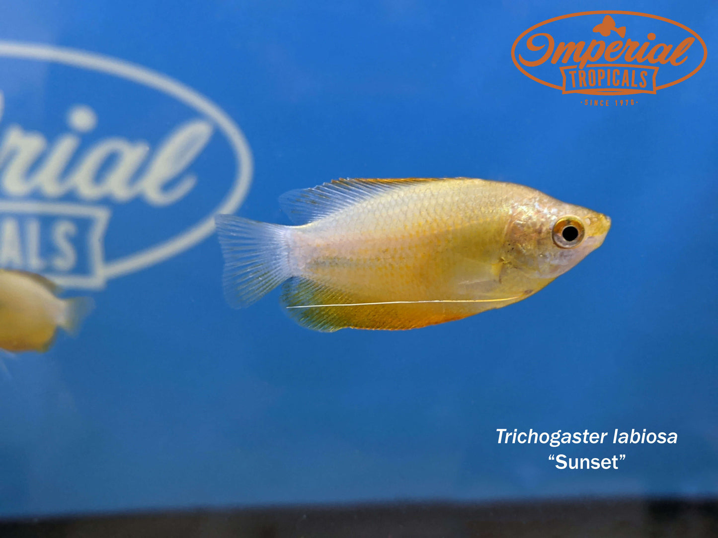 Sunset Thicklip Gourami