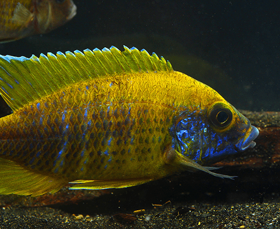 Yellow Benga/Sunshine Peacock (Auloncara baenschi) - Imperial Tropicals