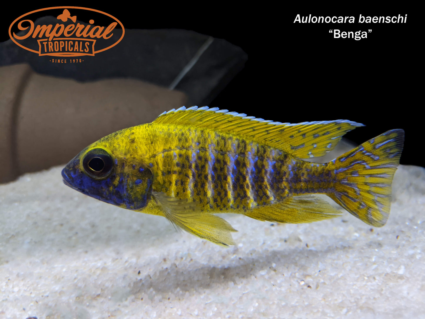 Yellow Benga/Sunshine Peacock