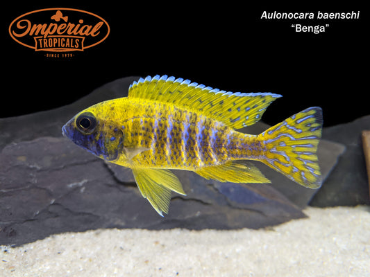 Yellow Benga/Sunshine Peacock