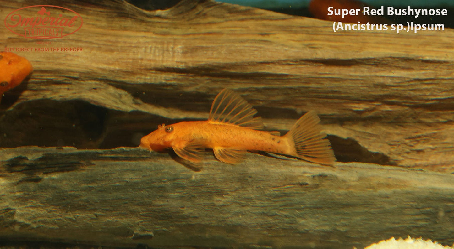 Super Red Bushynose