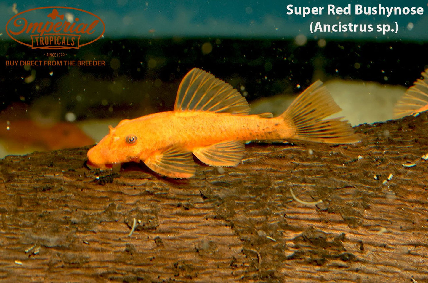 Super Red Bushynose