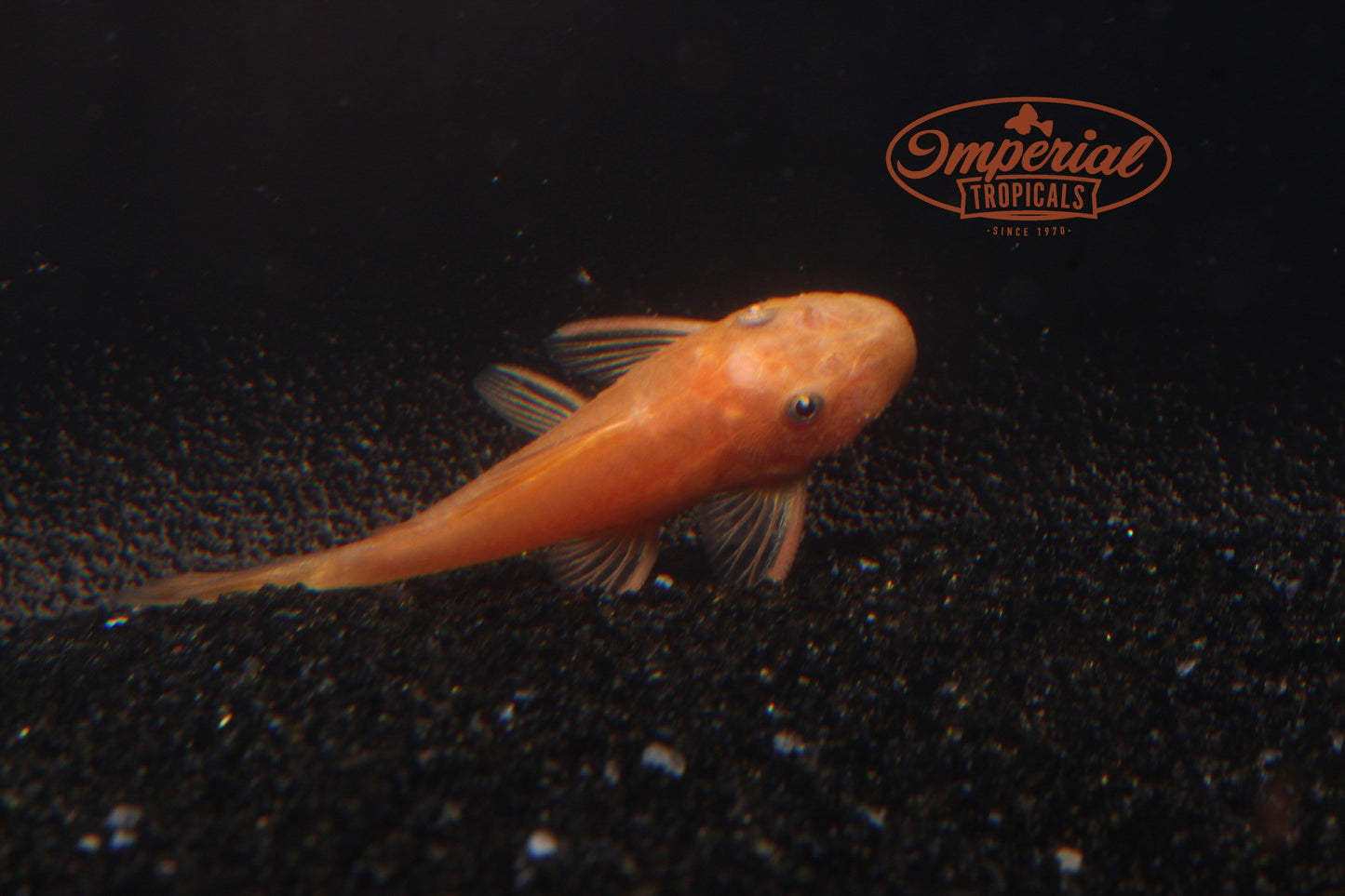 Super Red Bushynose (Ancistrus sp.) - Imperial Tropicals