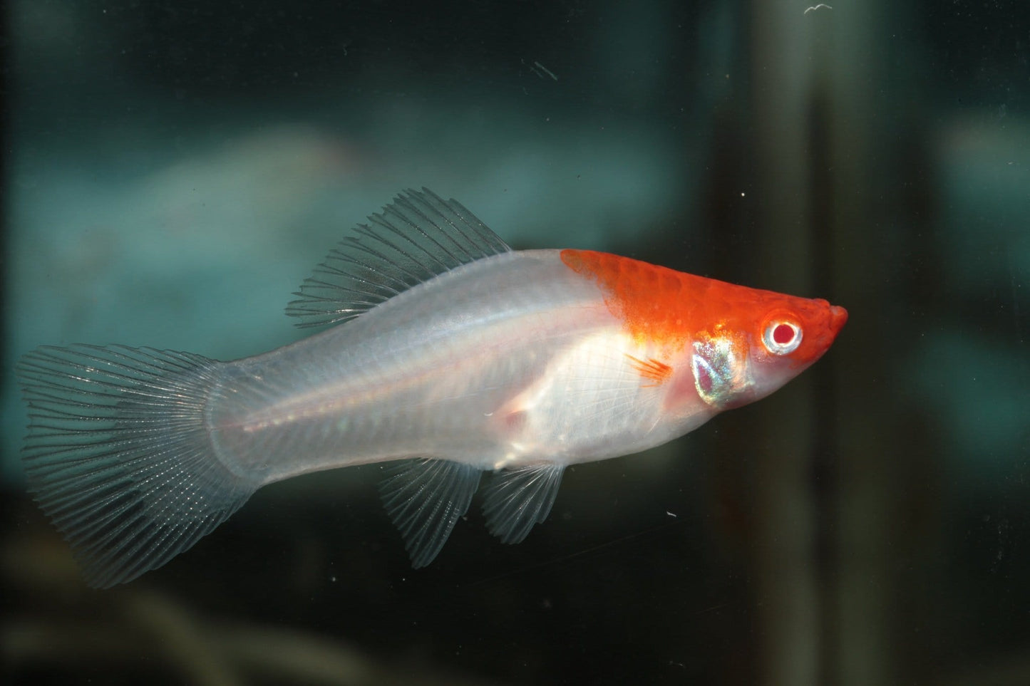 "Tancho" Koi Swordtail (Xiphophorus hellerii) - Imperial Tropicals