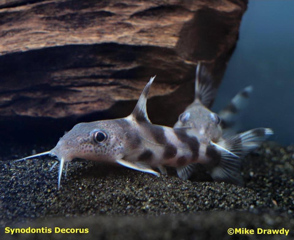 Synodontis decorus - Imperial Tropicals