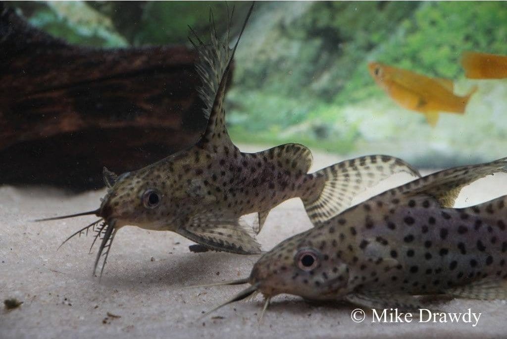 Featherfin Squeaker Cat (Synodontis eupterus) - Imperial Tropicals