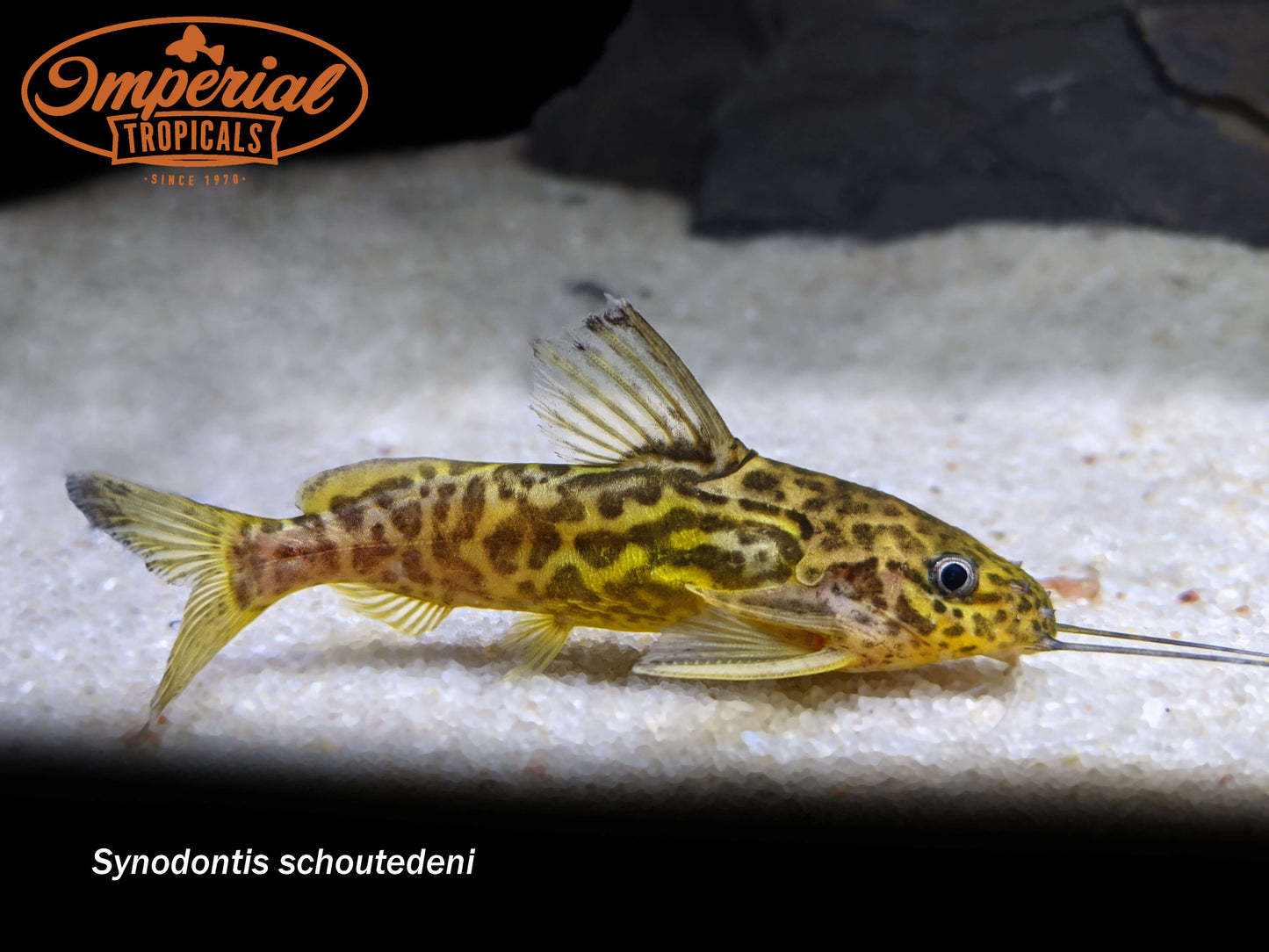 Synodontis schoutedeni