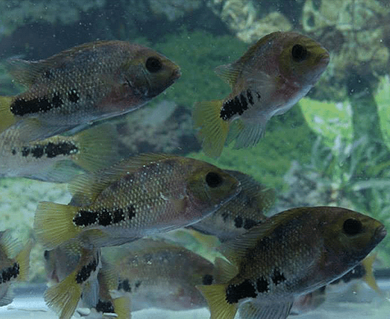 "Synspilum" Cichlid (Vieja melanura) - Imperial Tropicals