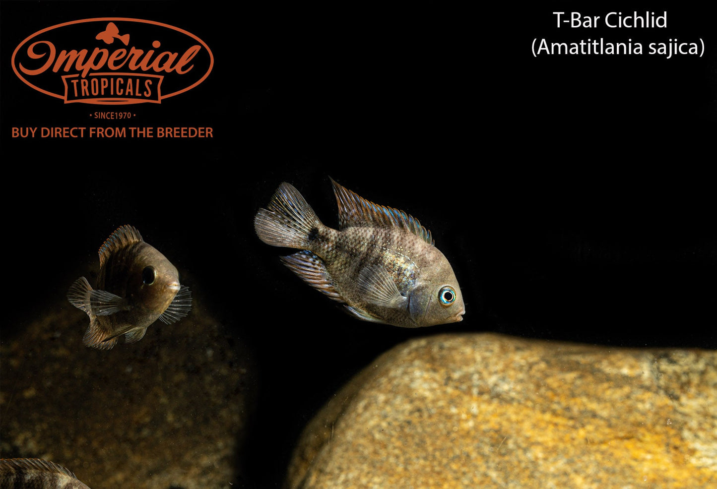 T-Bar Cichlid