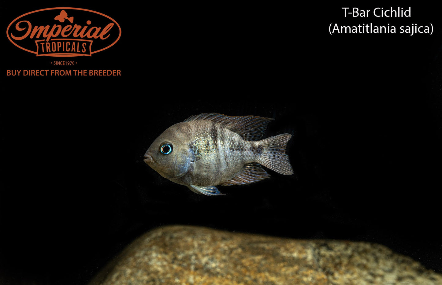 T-Bar Cichlid