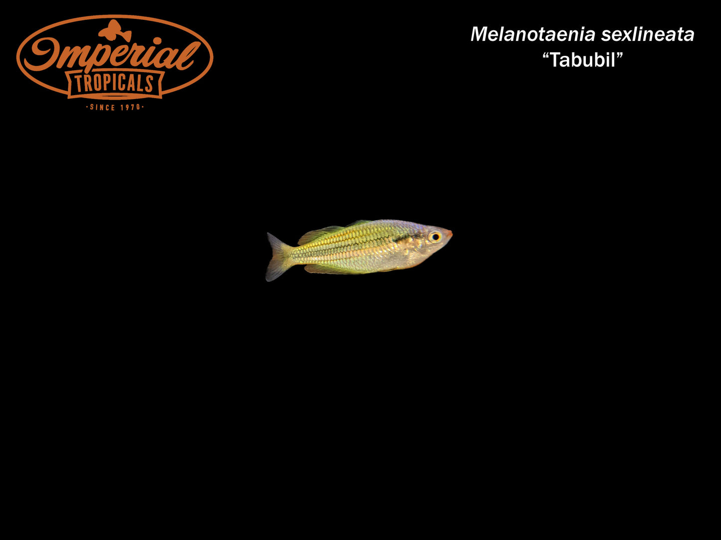 Tabubil Rainbowfish