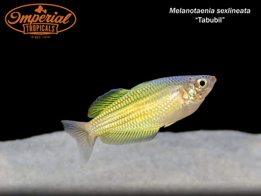 Tabubil Rainbowfish