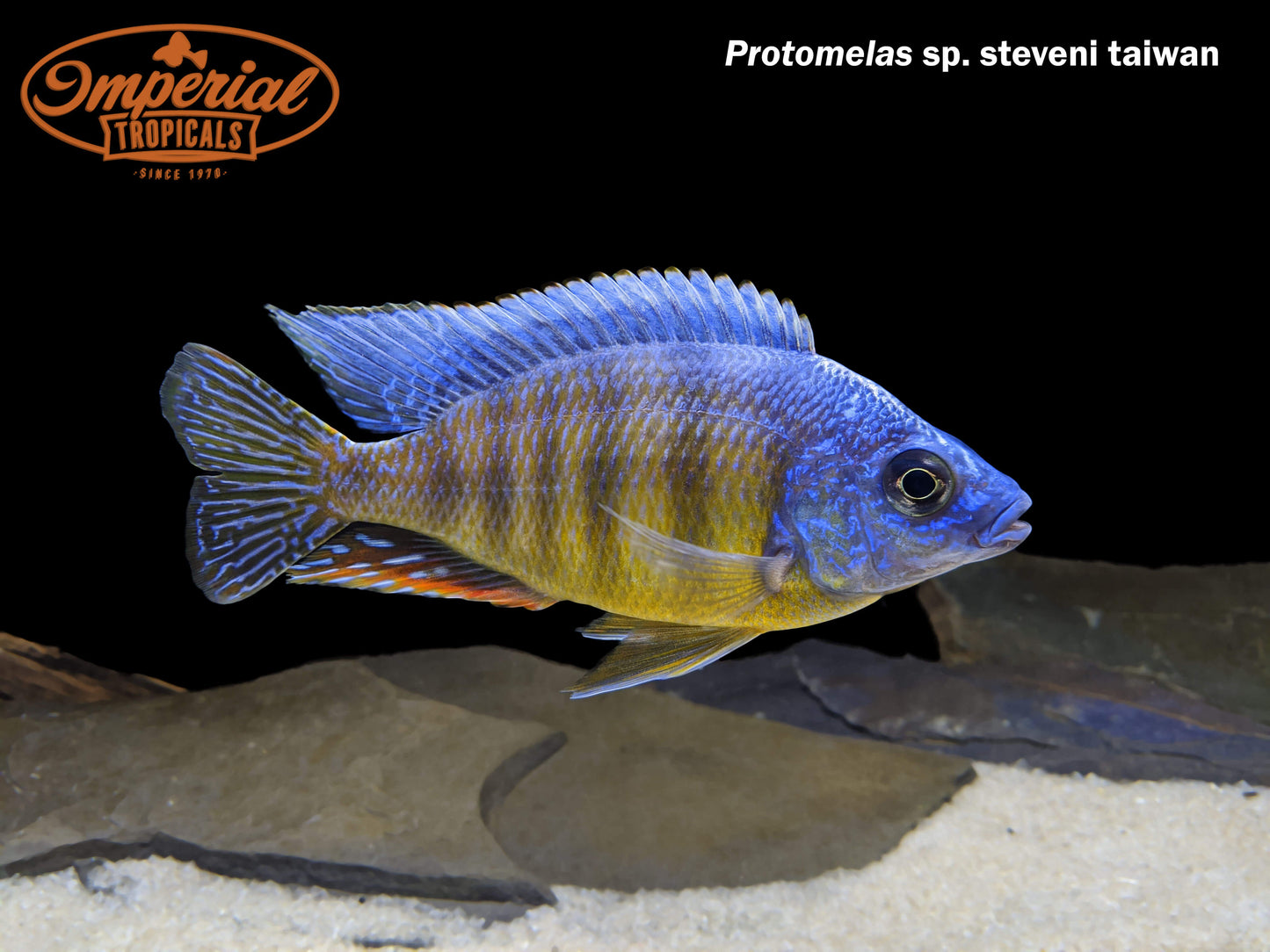Taiwan Reef Hap