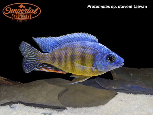 Taiwan Reef Hap