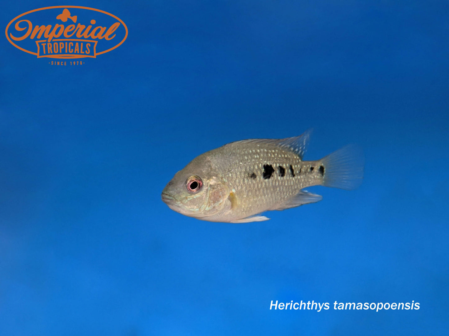 Tamasopo Cichlid