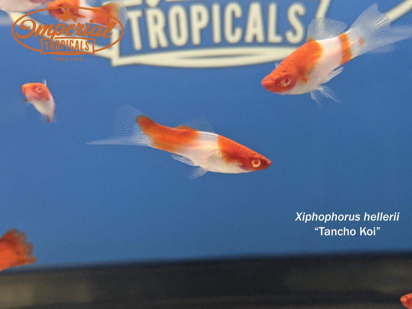 Tancho Koi Swordtail