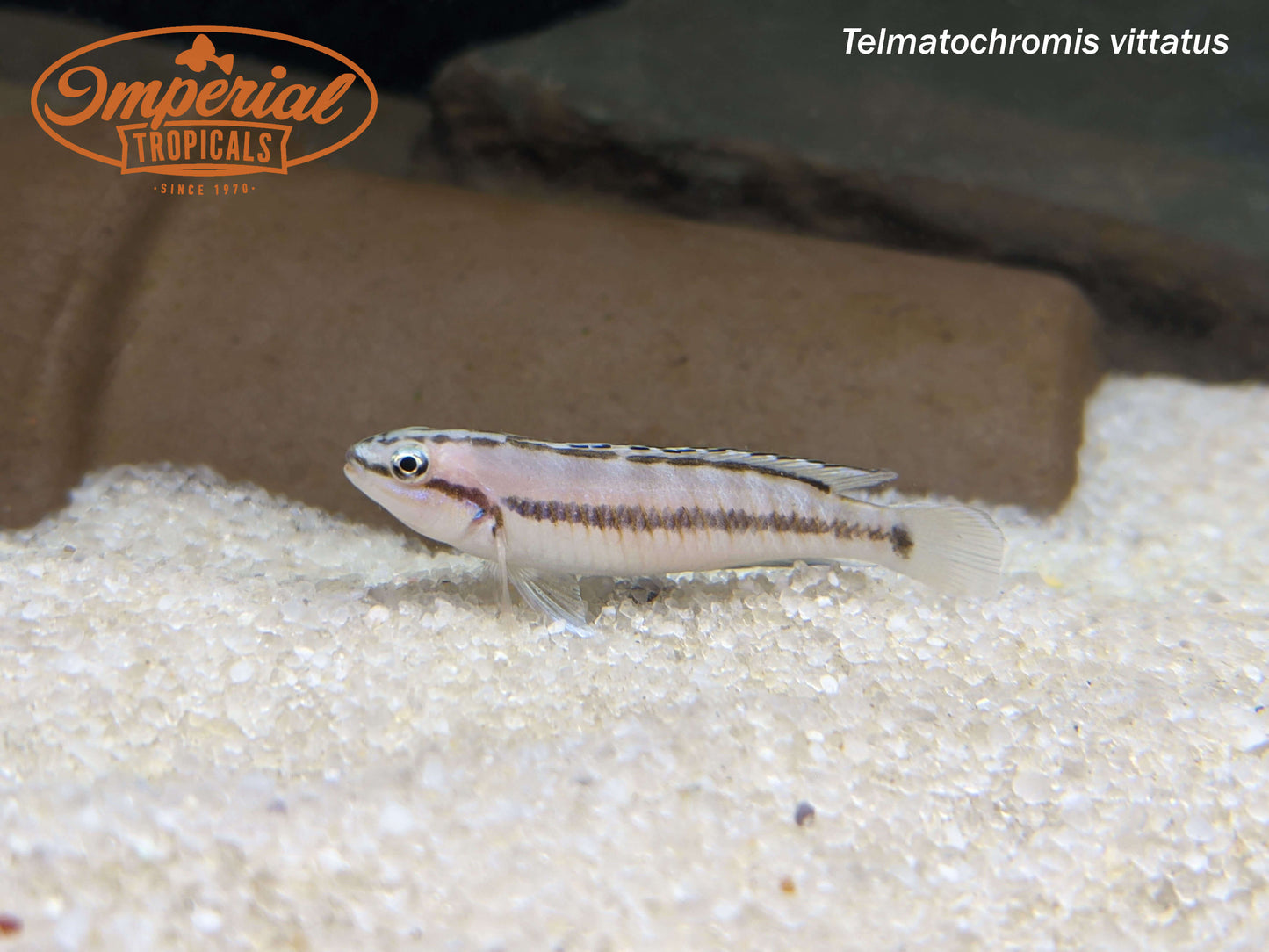 Telmatochromis vittatus