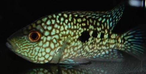 Green Texas Cichlid (Herichthys carpintis) - Imperial Tropicals