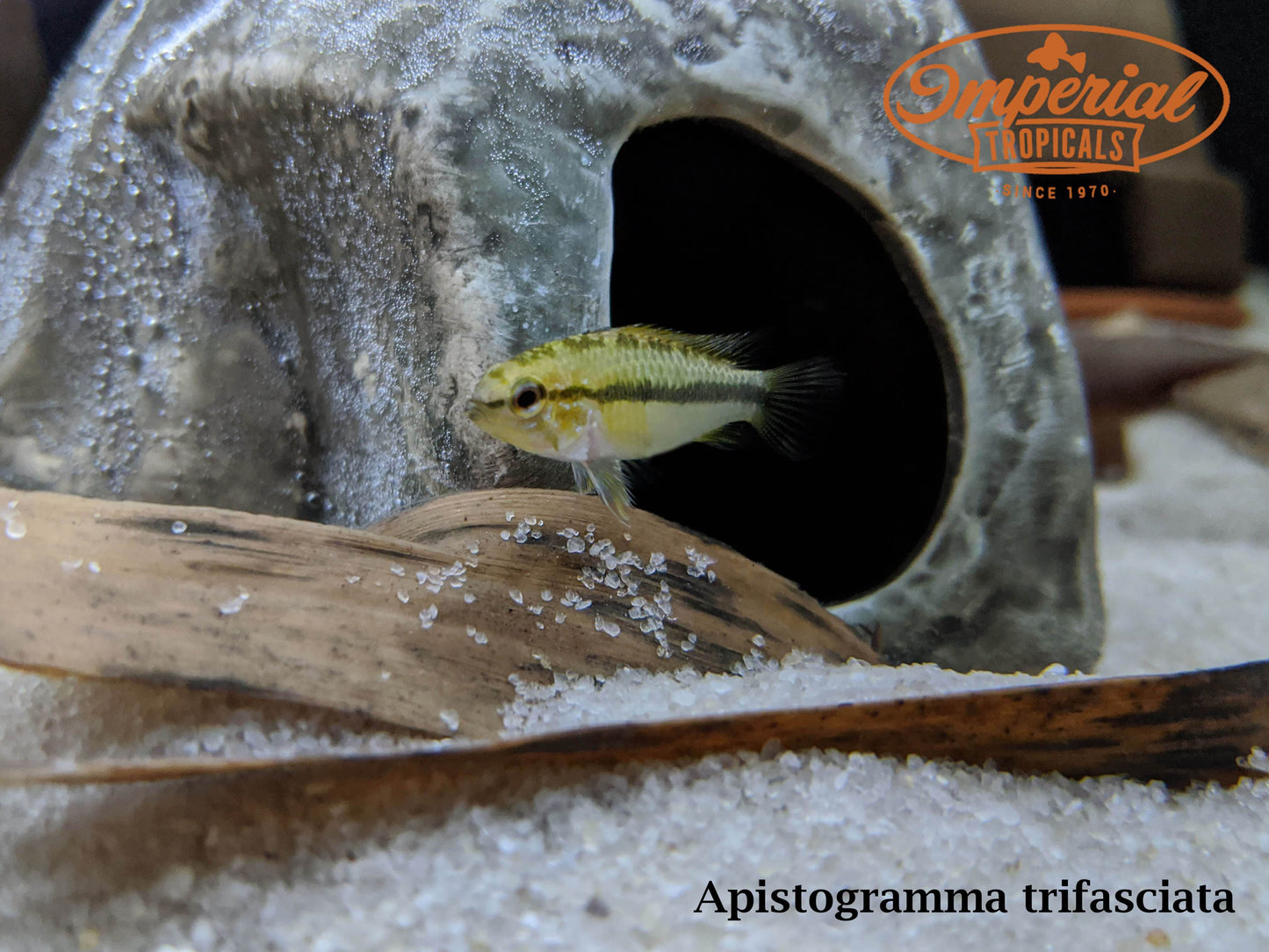 Apistogramma trifasciata