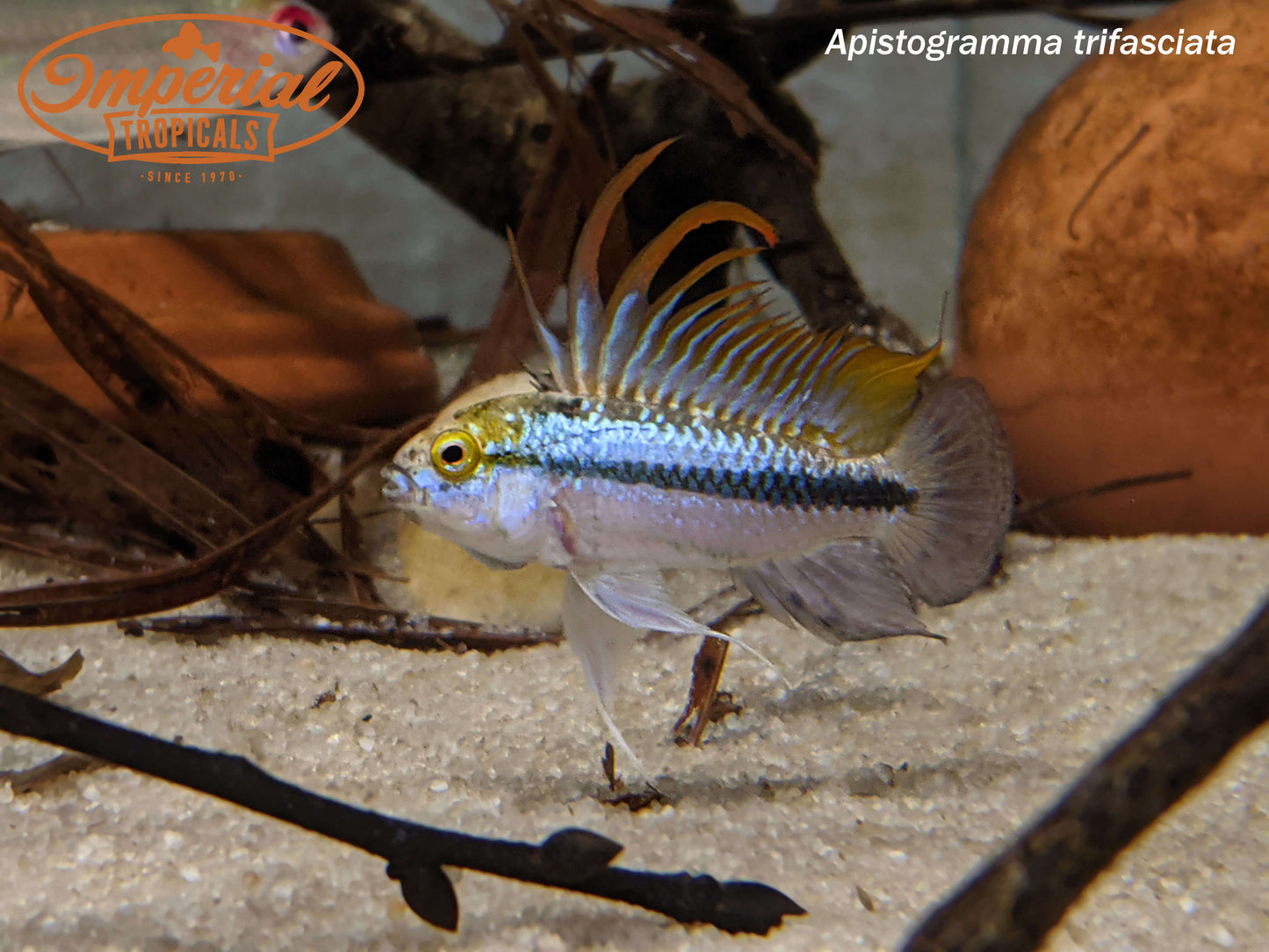 Apistogramma trifasciata