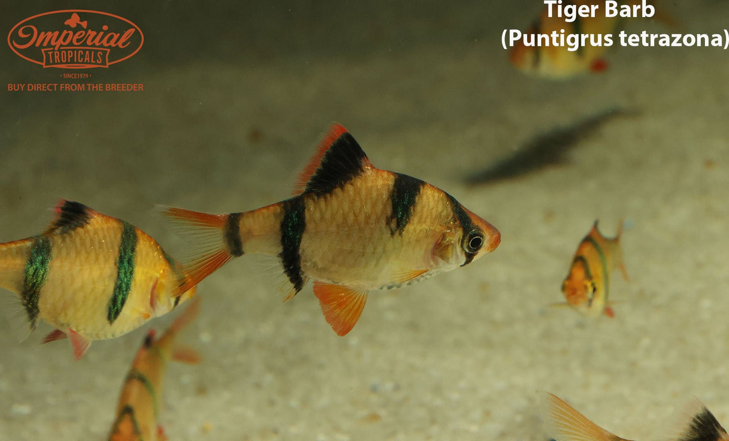 Tiger Barb