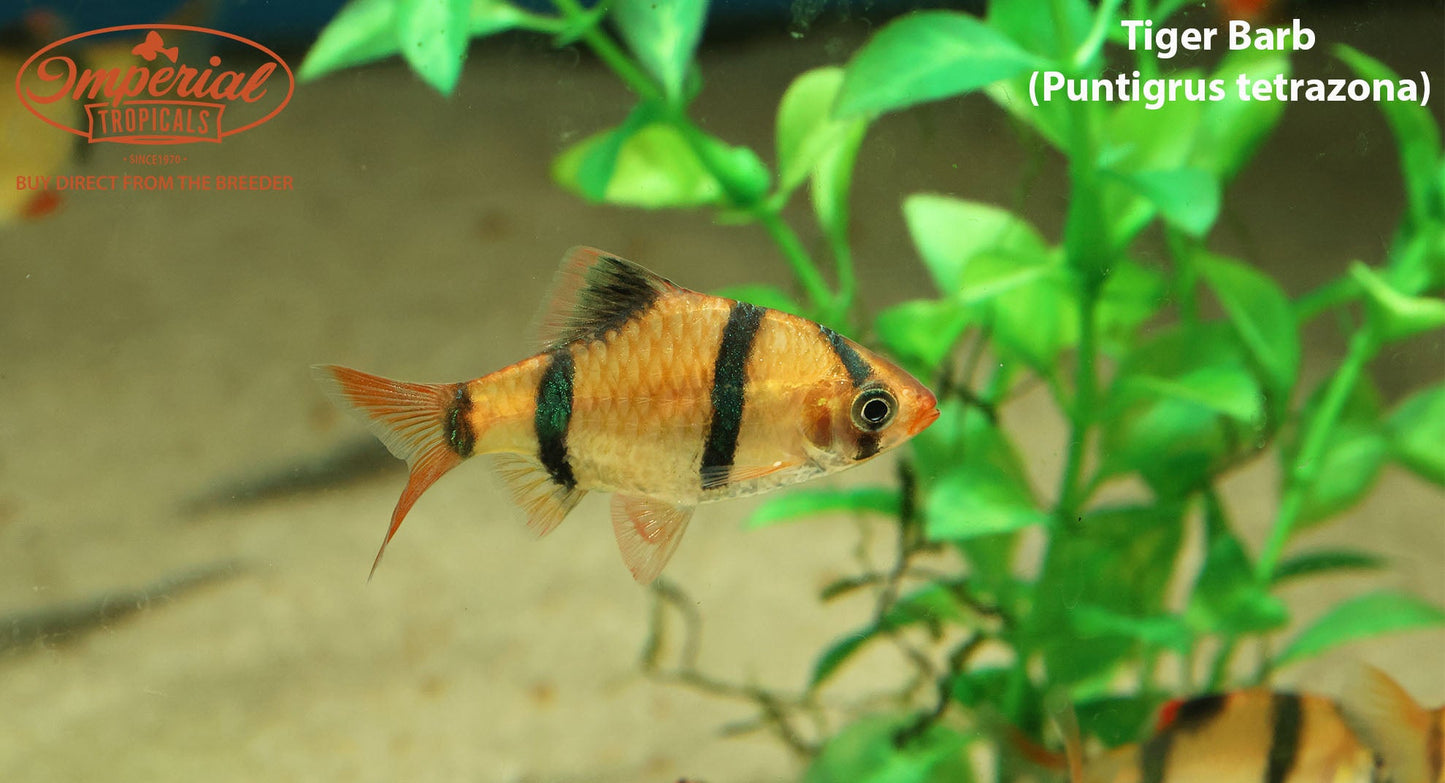 Tiger Barb