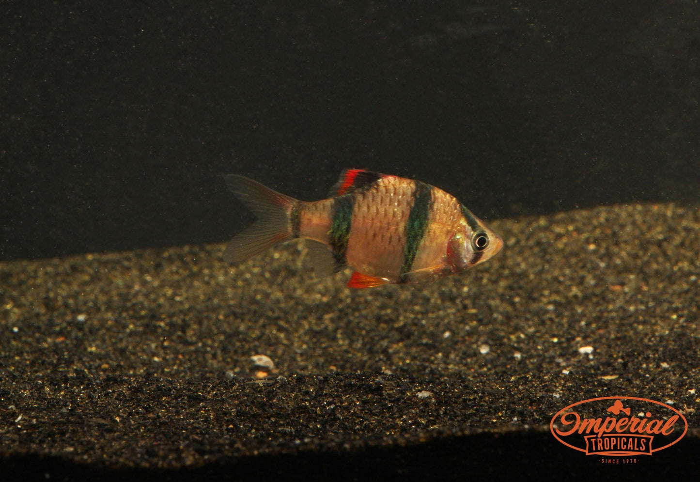 Tiger Barb (Puntigrus tetrazona) - Imperial Tropicals