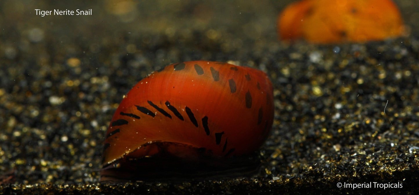 Nerite Combo Pack (Neritina spp., Vittina spp.) - Imperial Tropicals