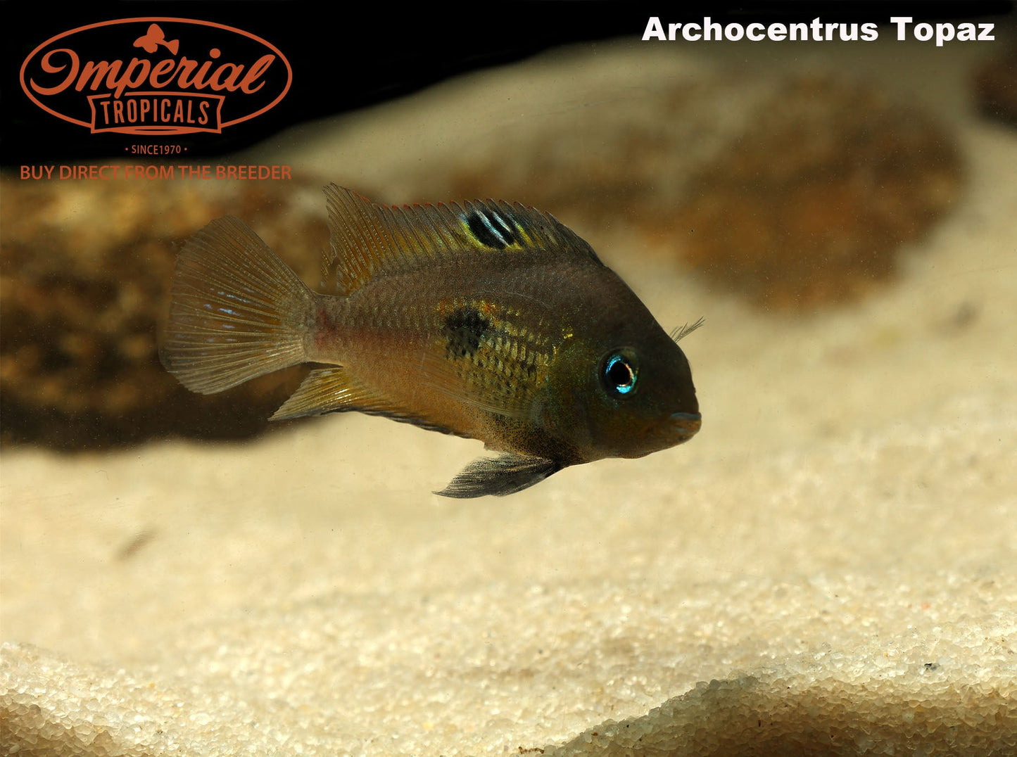 Topaz Cichlid