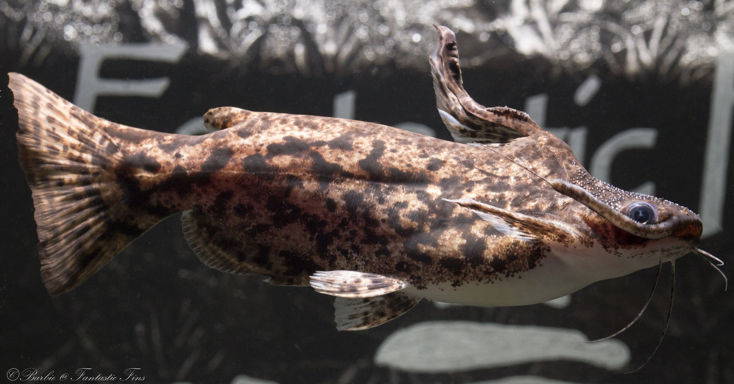 Fisher's Wood Cat (Trachelyopterus fisheri) - Imperial Tropicals