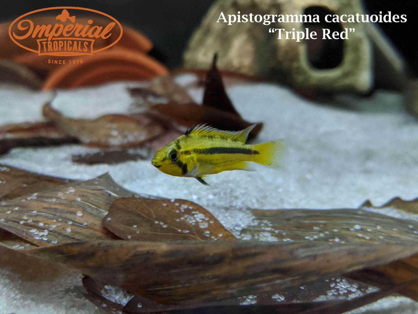 Triple Red Cockatoo Apisto