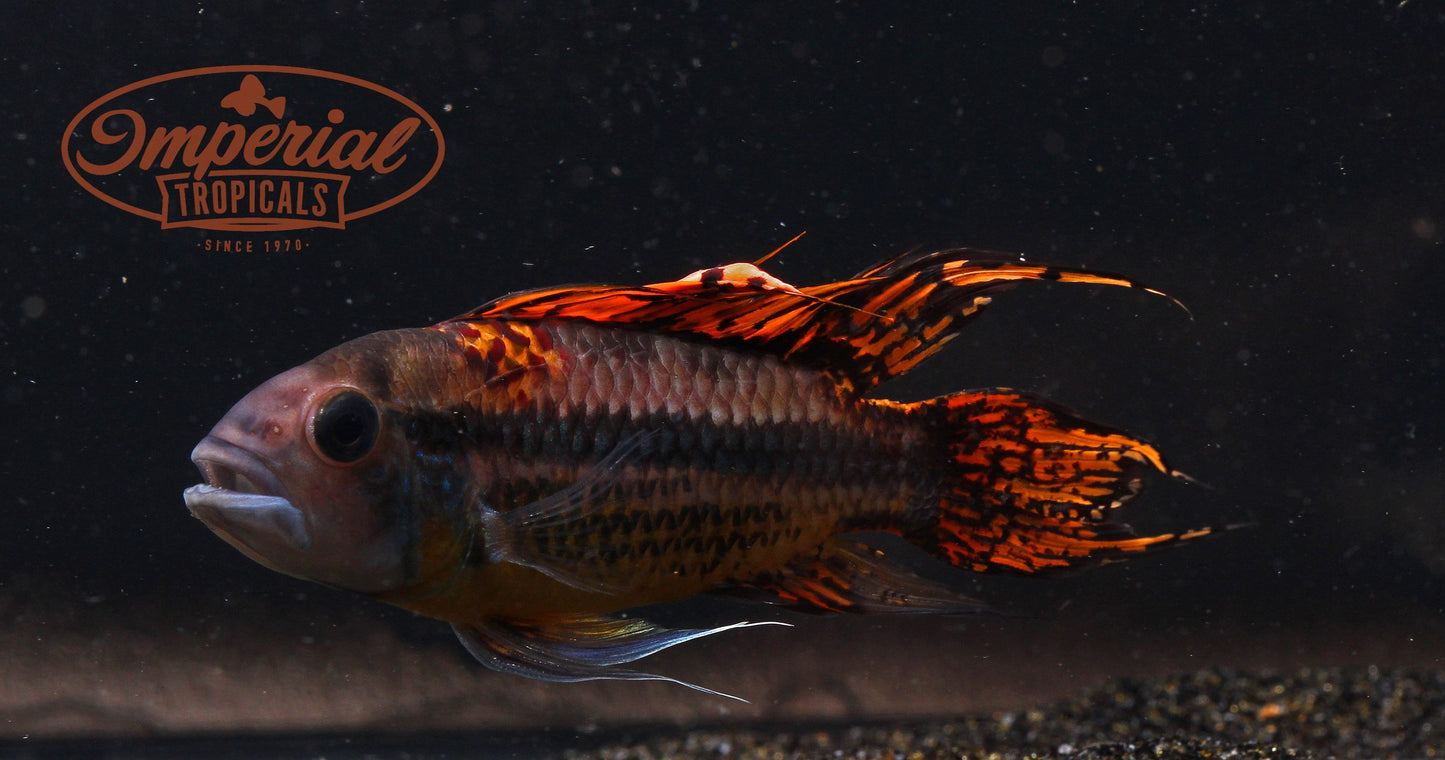 Triple Red Cockatoo (Apistogramma cacatuoides) - Imperial Tropicals