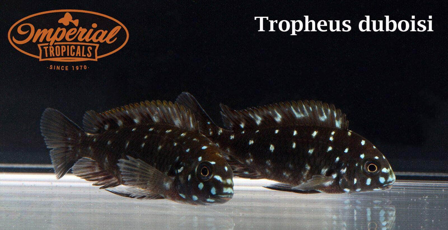 Tropheus duboisi