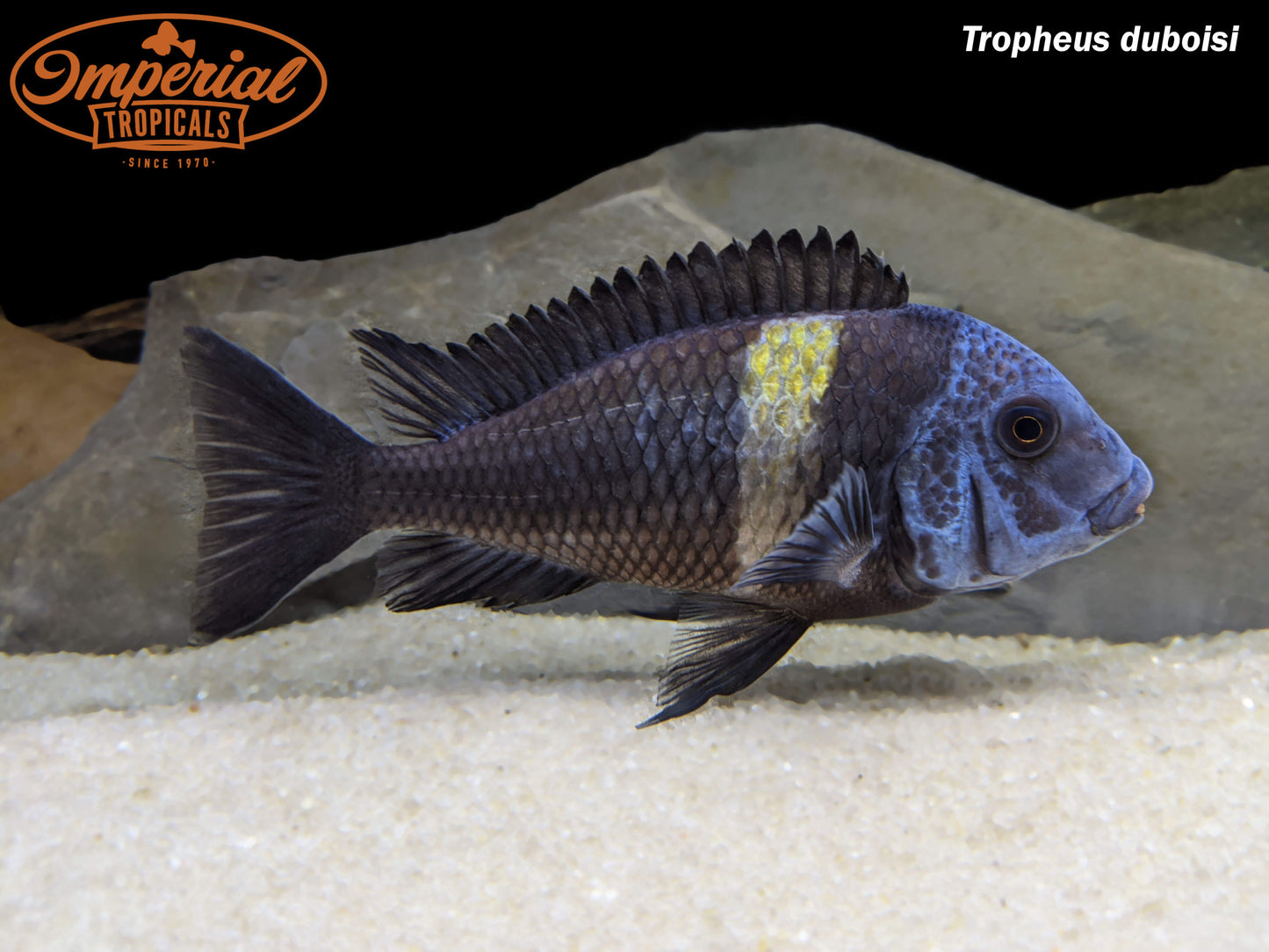 Tropheus duboisi