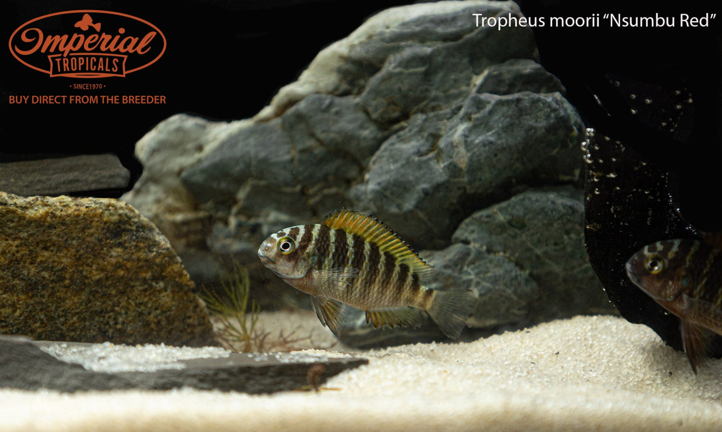 Tropheus moorii "Nsumbu Red"