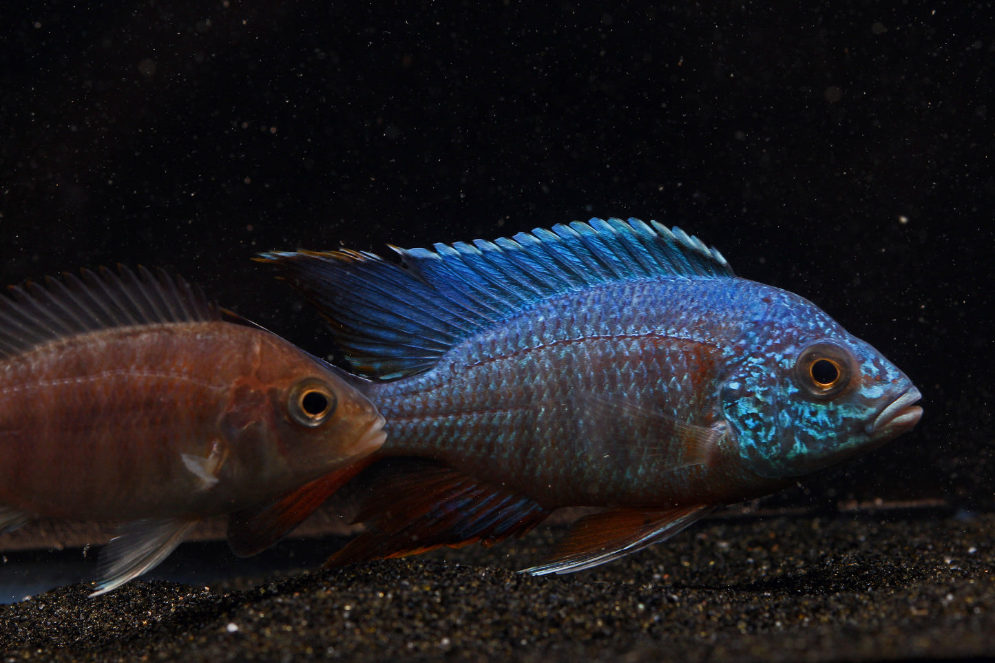 Turkis Peacock (Aulonocara sp.) - Imperial Tropicals