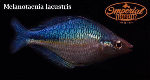 Turquoise Rainbowfish