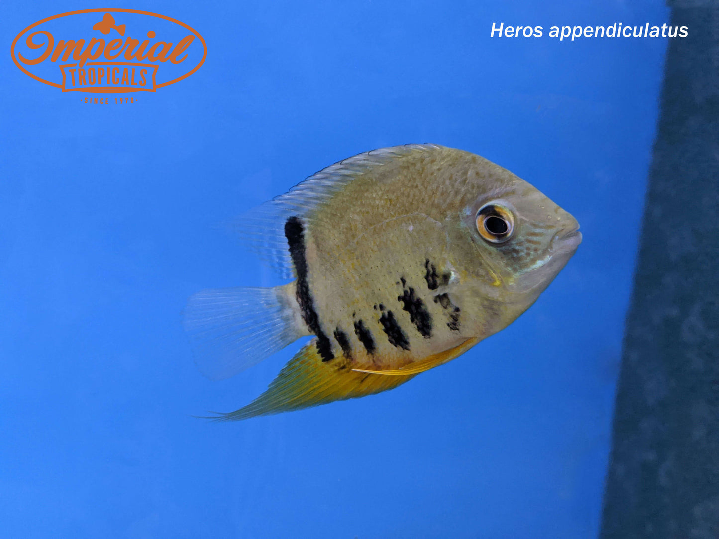 Turquoise Severum "Peru"