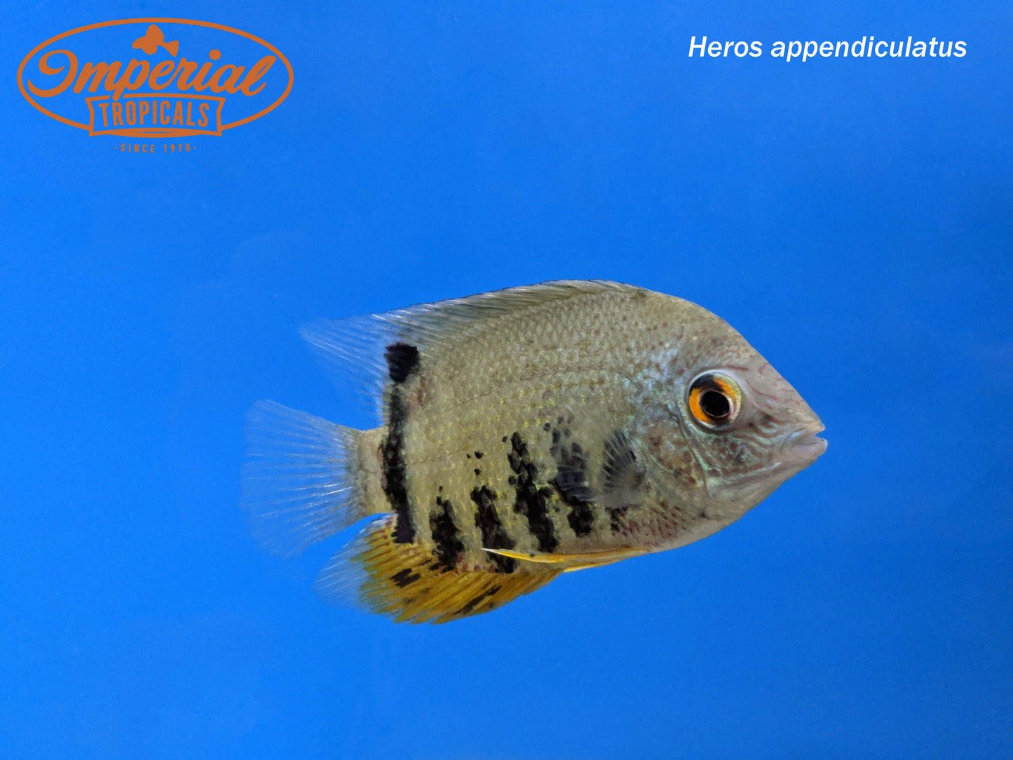 Turquoise Severum "Peru"