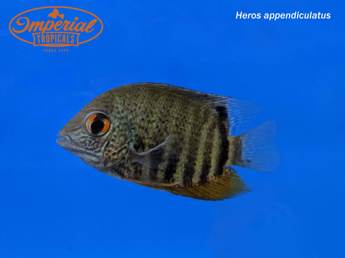 Turquoise Severum "Peru"