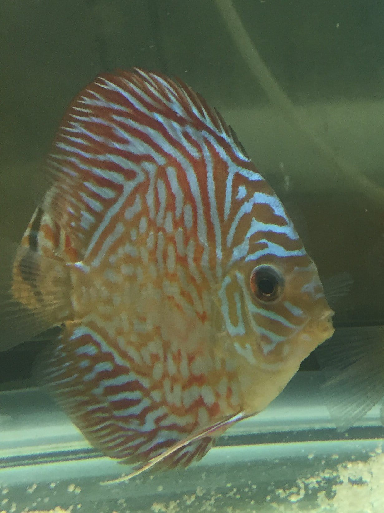 Turquoise Discus (Symphysodon aequifasciata) - Imperial Tropicals