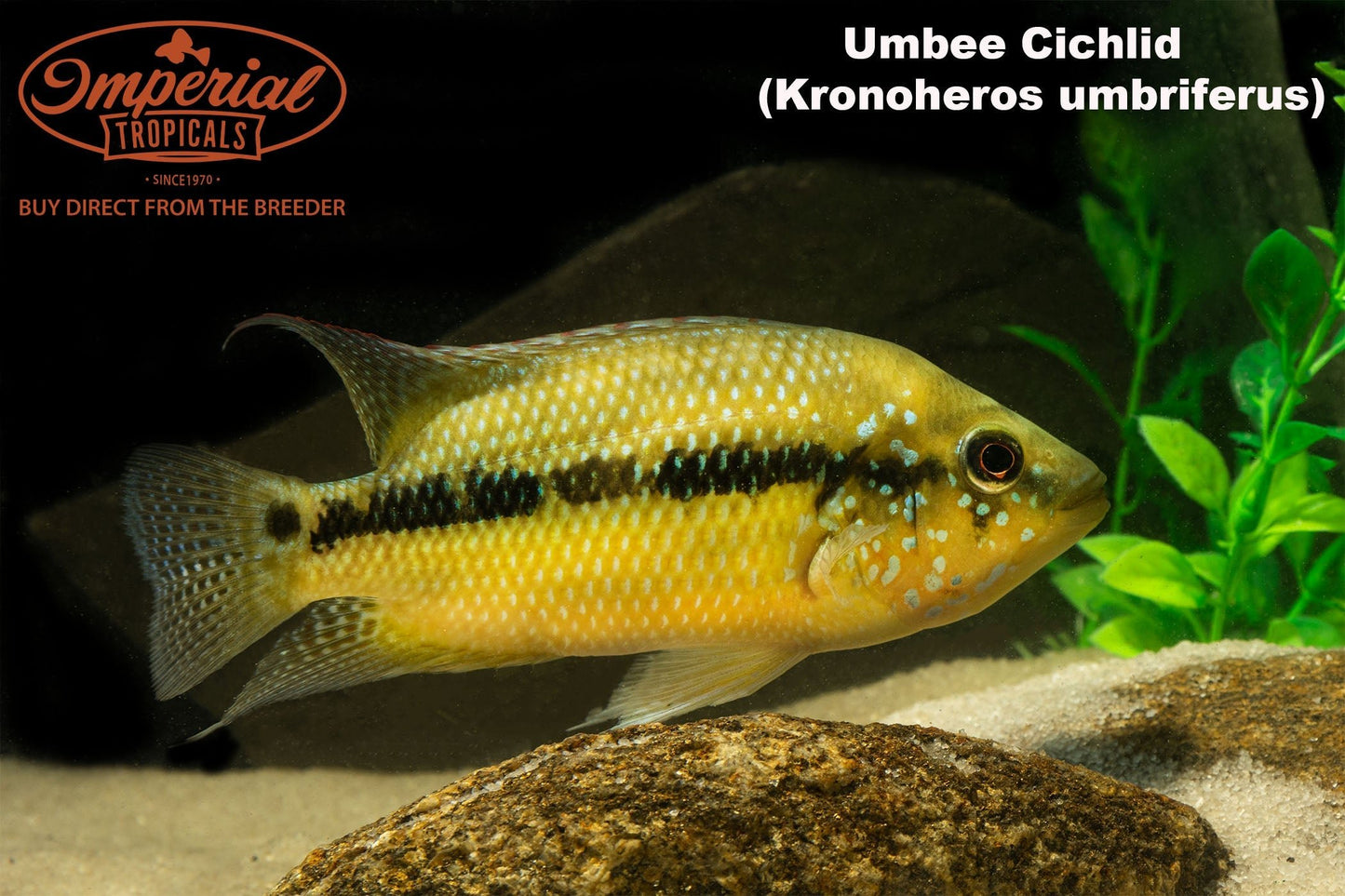 Umbee Cichlid